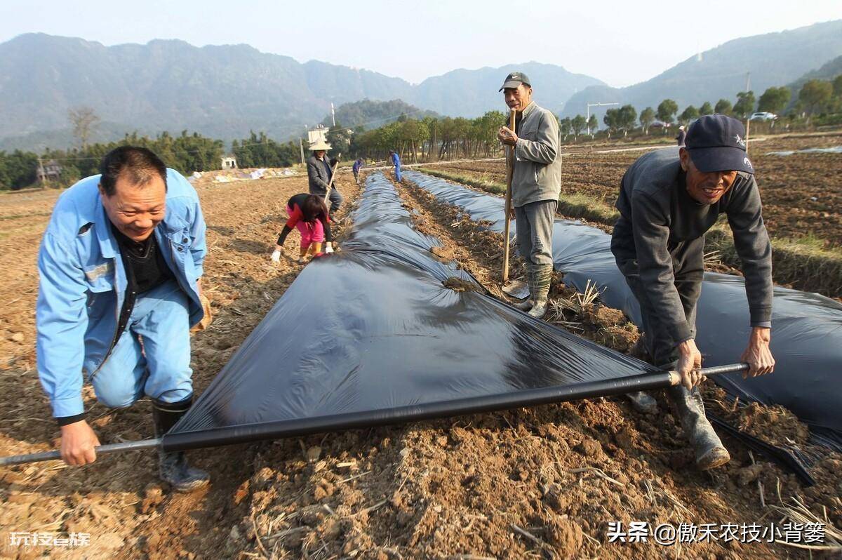 黑地膜和白地膜哪个效果好点(秋冬季节种植选择身颜色地膜)-图片10